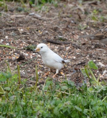 Mystery Bird.jpg