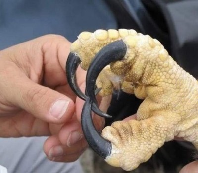 eagle talons.jpg