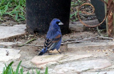1-IMG_7956.JPG