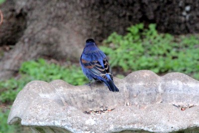 1-IMG_7958.JPG