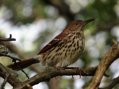 Brown Thrasher