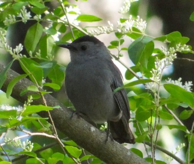 Catbird12.jpg