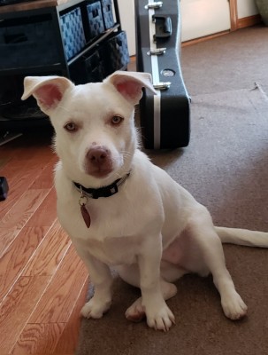 The Puppy