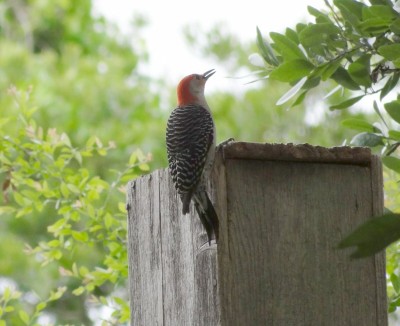 Red-bellied Woodpecker