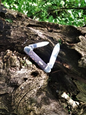 Sycamore wood trail shot.jpg