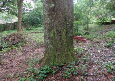 Heart tree