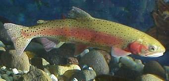 Rainbow Trout..jpg
