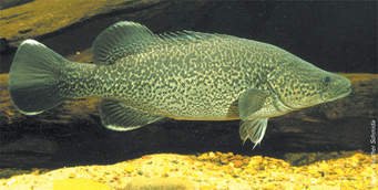 Murray Cod 2.jpg