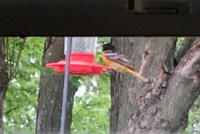 Oriole 2.jpg