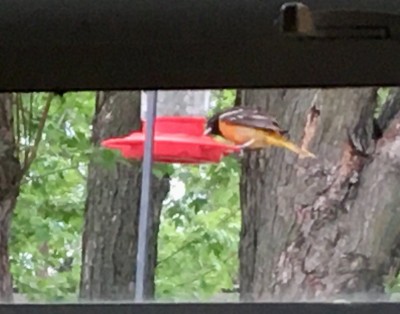 Oriole.jpg