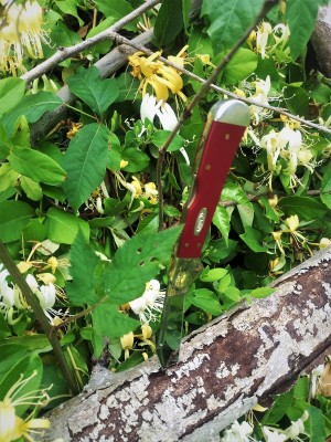 Honeysuckle Mini CopperLock.jpg