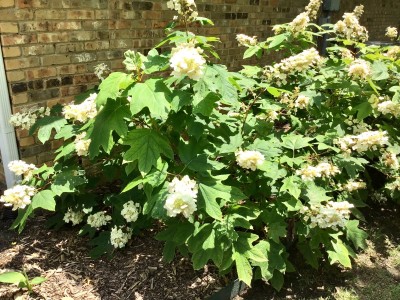 Oakleaf hydrangea