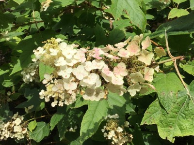 Oakleaf hydrangea