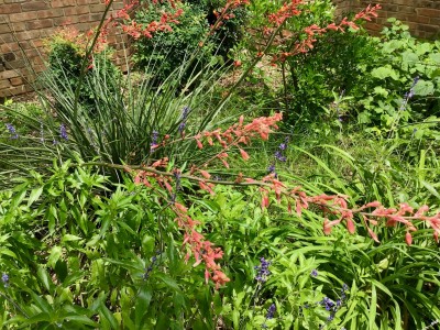 Red yucca
