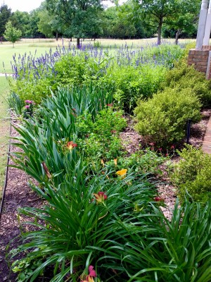 Day lilies and blue salvia