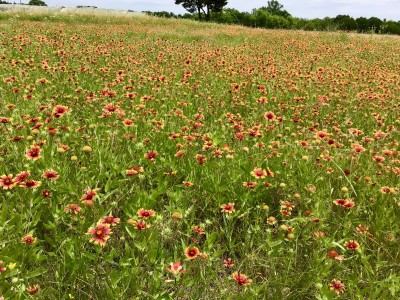 Firewheel (aka Indian Blanket) in the pasture