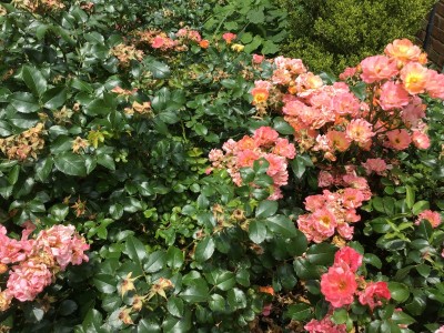 Roses (peach drift)