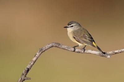chirpy yellow-rumped thornbill.jpg