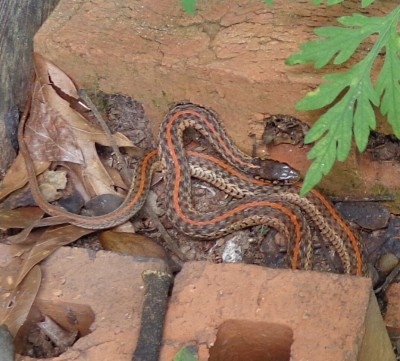 Garter Snake