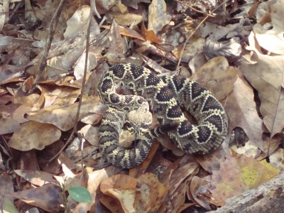 Rattler