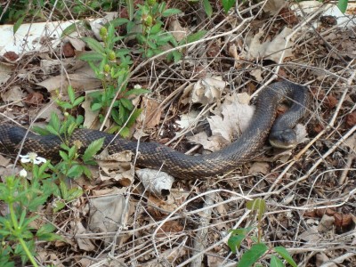 Grey Rat Snake