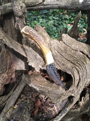 Silver Stag Stump.jpg