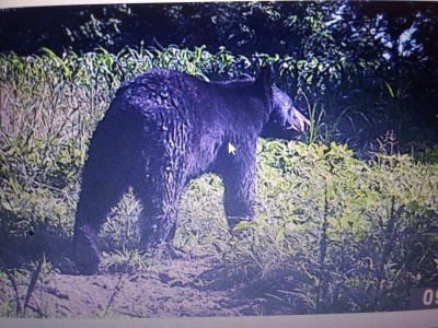 BEAR.jpeg