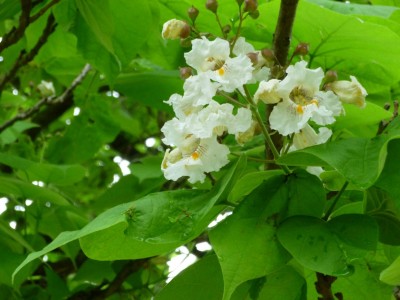 catalpa tree