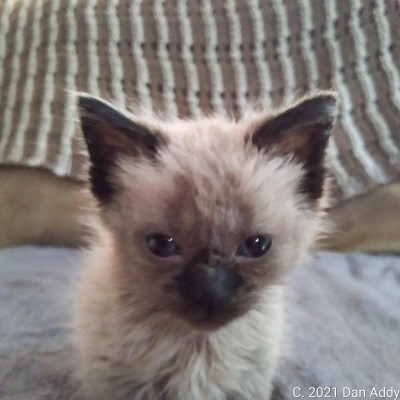 Sophie The Kitten.jpg