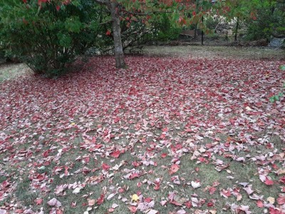 thumbnail_20210830_170112 (1).jpg