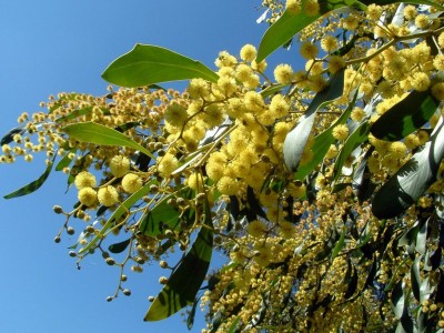 golden-wattle--bidgee-_-wikimedia-commons.jpg