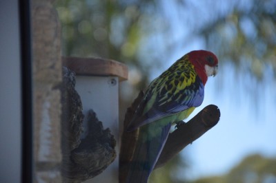 Eastern Rosella
