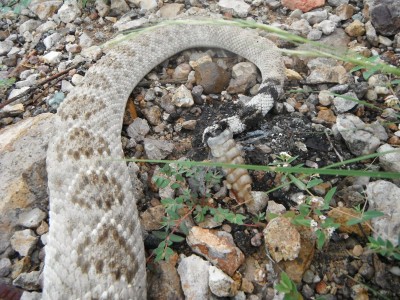DSCF5066.JPG