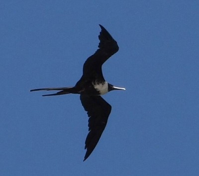 Magnificent Frigatebird