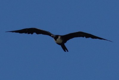 Magnificent Frigatebird