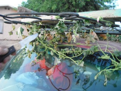 DSCF7096.JPG