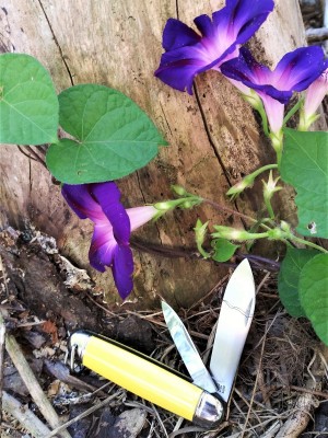 Morning glory Imperial.jpg