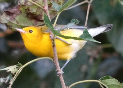 Prothonotary Warbler