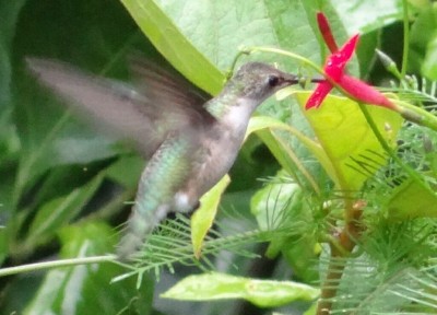 Ruby Throat