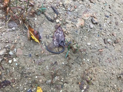 milk snak, seen while hunting squirrels, Bake oven Knob 100221 with Ken.jpg