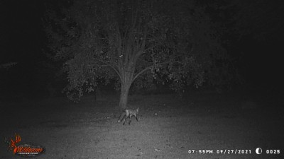 They look a lot healthier than the raggedy coyote a while back!