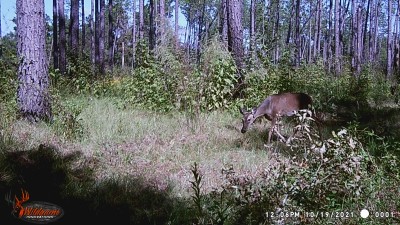 This deer is much heavier than the deer in the 2nd picture.