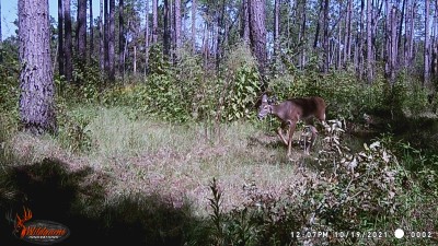 Based on the pictures for the last few weeks, this is a big yearling belong to the doe in the 1st picture.