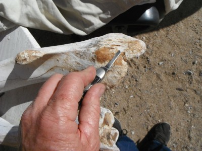 DSCF8226.JPG