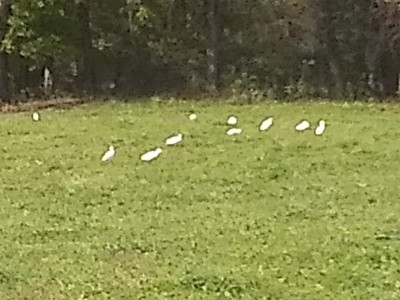 IMG_20211023_105836590.jpg