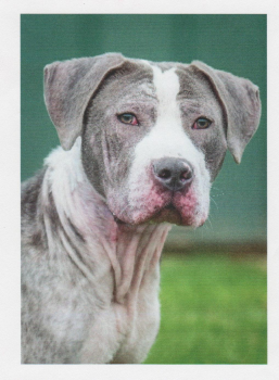 Trey from adoption poster.png
