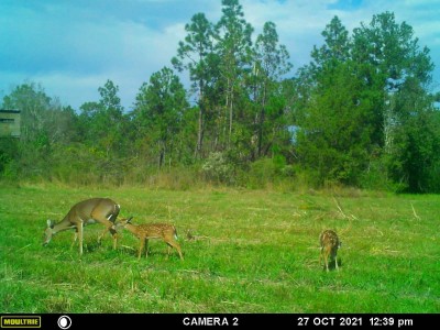 Daylight, a mamma and a couple of spotted fawns another site