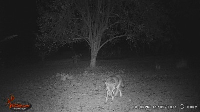 Meanwhile, back in the front yard near the Sand Pear tree