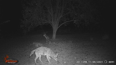 2 nasty suckers at a time! 100' from the front door.