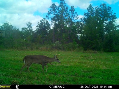 Here's another buck in the middle of the morning.<br />I'd take a crack at this one.  <br />Notice the shootin' house in the background.